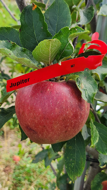 Jupiter Custom Benchgraft