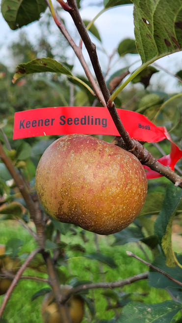 Keener Seedling Custom Benchgraft