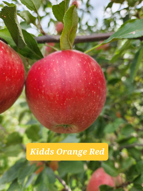 Kidds Orange Red Custom Benchgraft