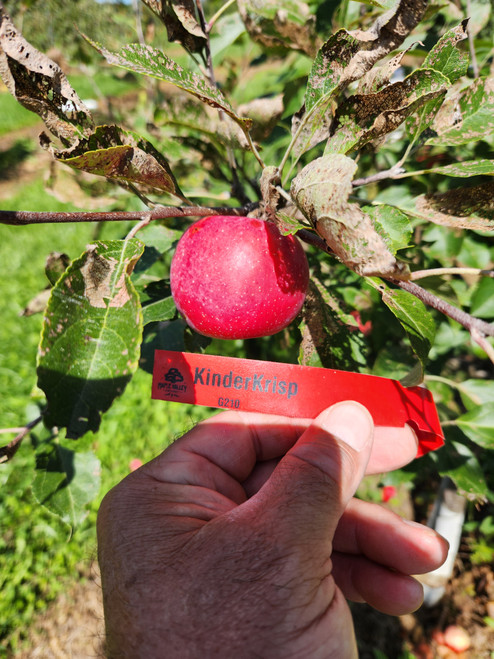 KinderKrisp Custom Benchgraft