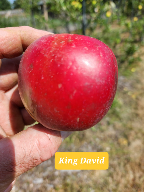 King David Custom Benchgraft