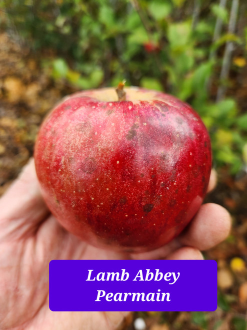 Lamb Abbey Pearmain Custom Benchgraft