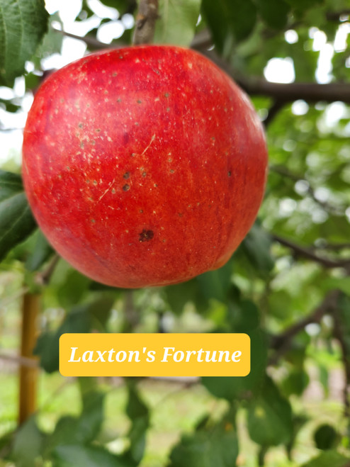 Laxton's Fortune Custom Benchgraft
