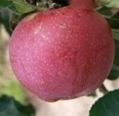 Limbertwig Caney Fork Custom Benchgraft