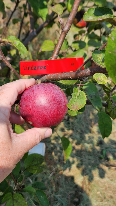 Lindamac Custom Benchgraft