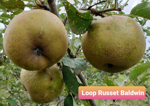 Loop Russet Baldwin Custom Benchgraft