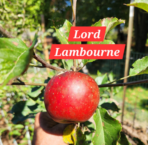 Lord Lambourne Custom Benchgraft