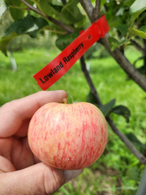 Lowland Raspberry Custom Benchgraft