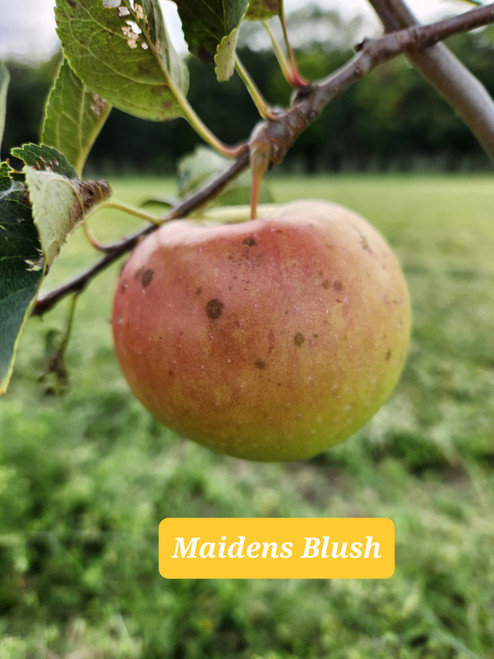 Maidens Blush Custom Benchgraft
