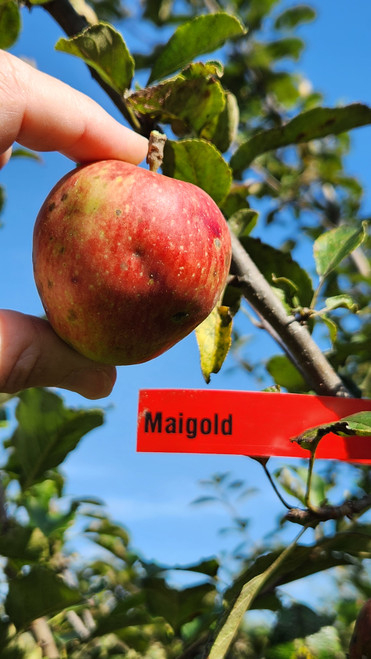 Maigold Custom Benchgraft