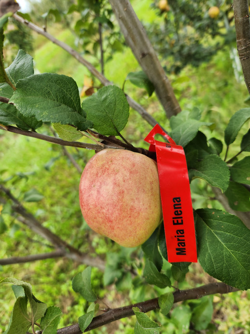 Marialena Custom Benchgraft