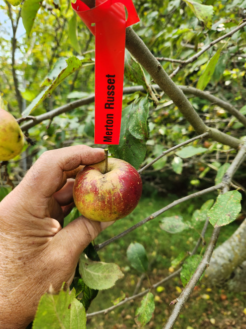Merton Russet Custom Benchgraft