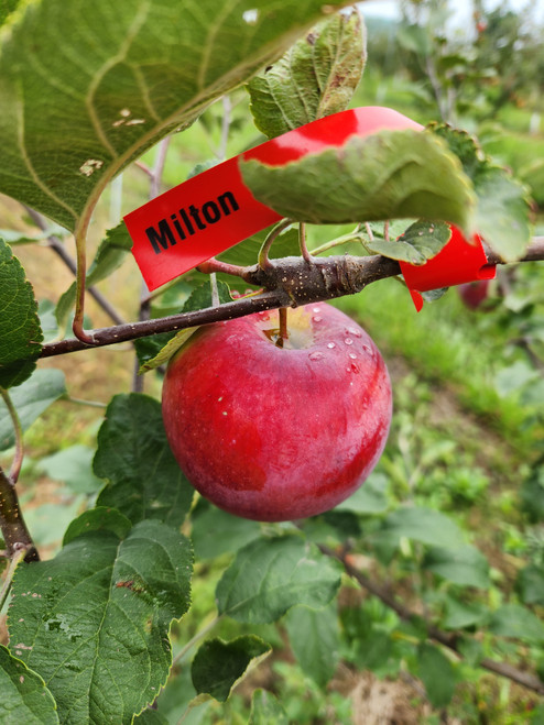 Milton Custom Benchgraft
