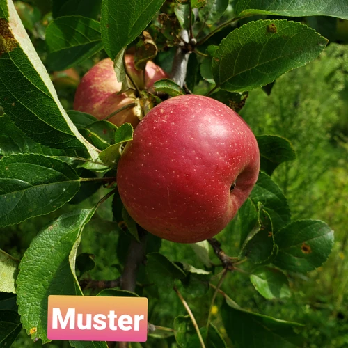 Muster Custom Benchgraft