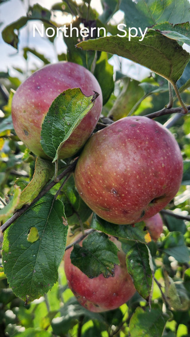 Northern Spy Custom Benchgraft