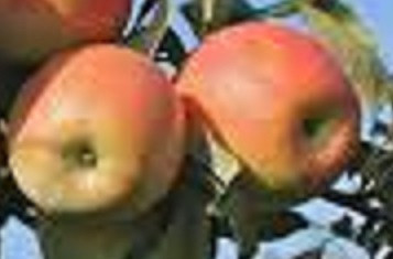 Norton Melon Custom Benchgraft