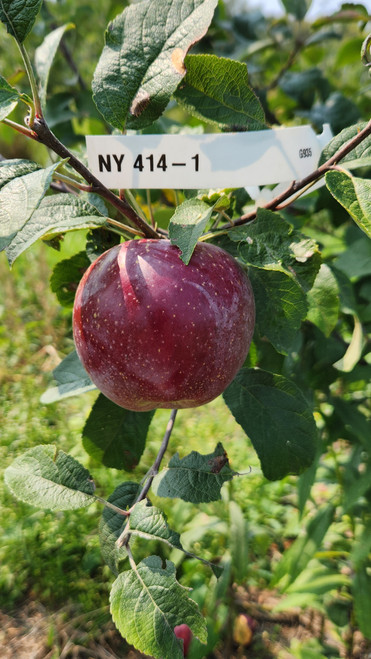 NY 414-1 Custom Benchgraft