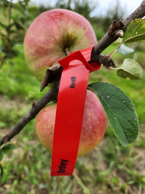 Ortley Custom Benchgraft