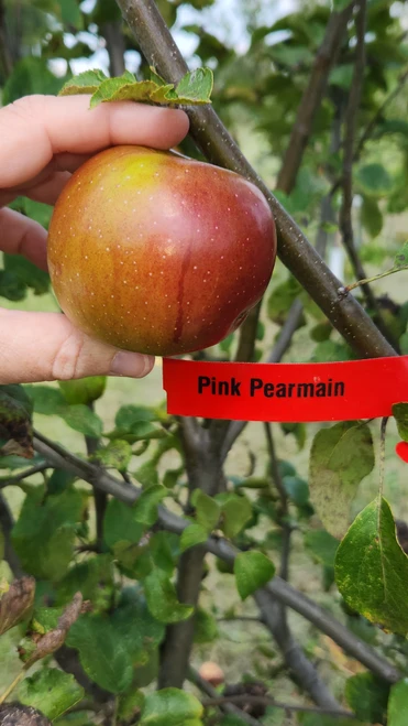 Pink Pearmain Custom Benchgraft