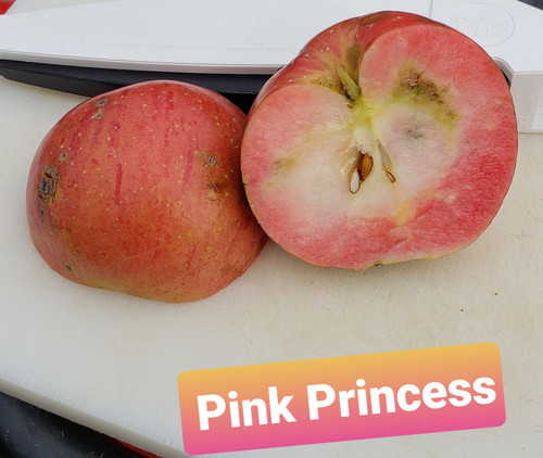 Pink Princess Custom Benchgraft