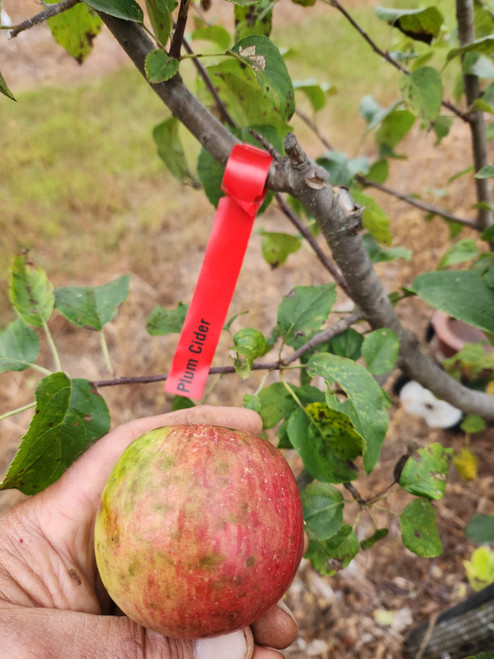 Plum Cider Custom Benchgraft
