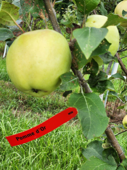 Pomme d'Or Custom Benchgraft