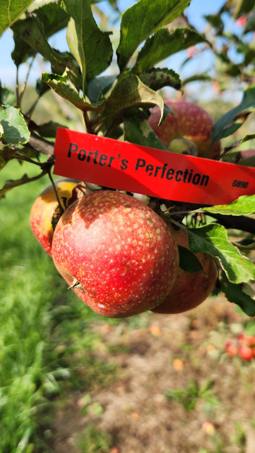 Porter's Perfection Custom Benchgraft