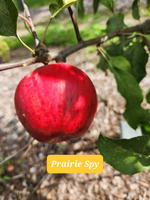 Prairie Spy Custom Benchgraft