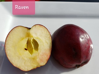 Raven Custom Benchgraft