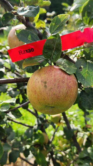 Raxao Custom Benchgraft