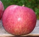 Red Astrachan Custom Benchgraft