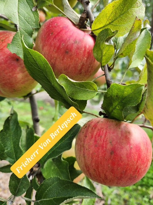 Red Berlepsch Custom Benchgraft