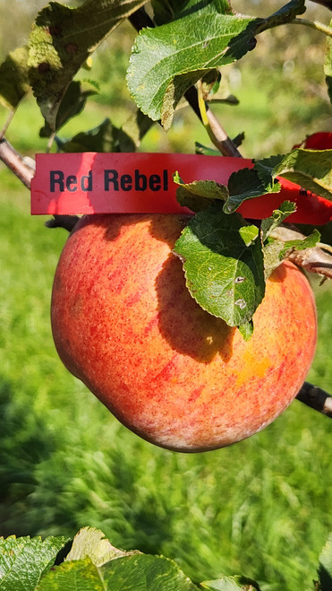 Red Rebel Custom Benchgraft