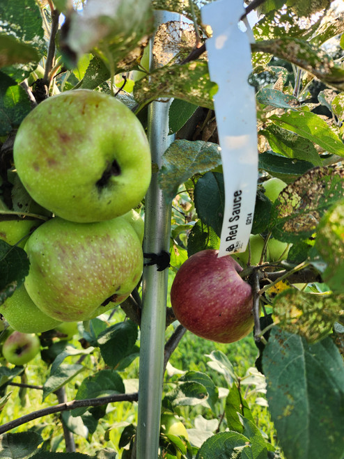 Red Sauce Custom Benchgraft