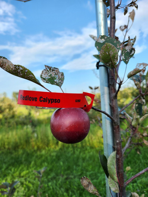 Redlove Calypso Custom Benchgraft
