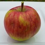 Redwell Custom Benchgraft