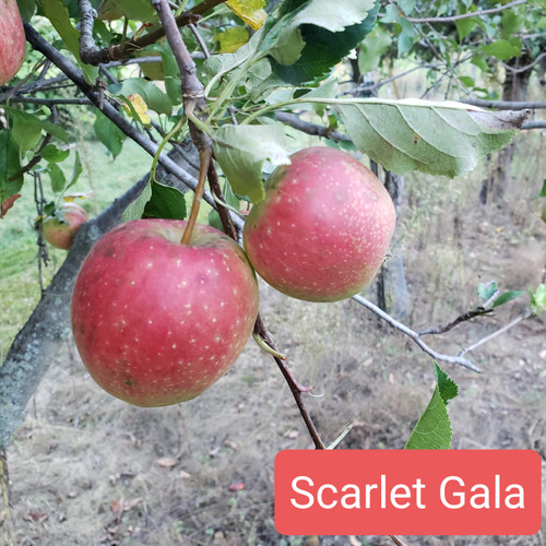 Scarlet Gala Custom Benchgraft