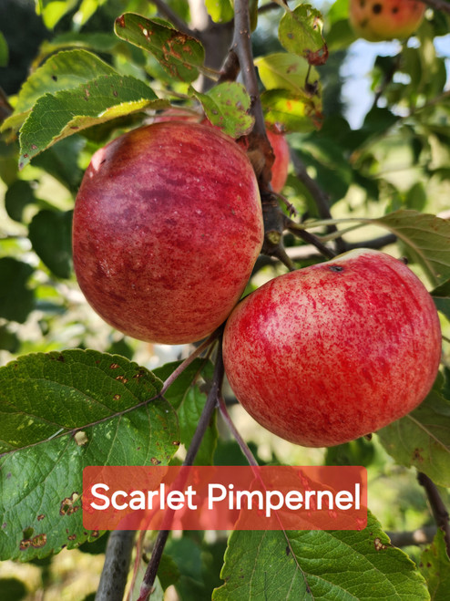 Scarlet Pimpernel Custom Benchgraft