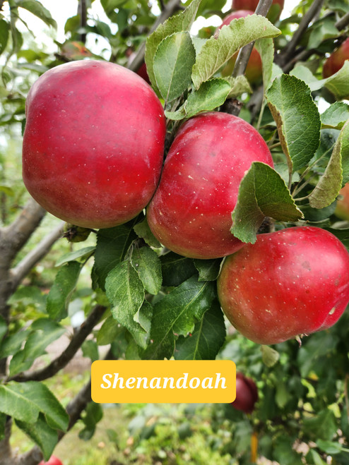 Shenandoah Custom Benchgraft