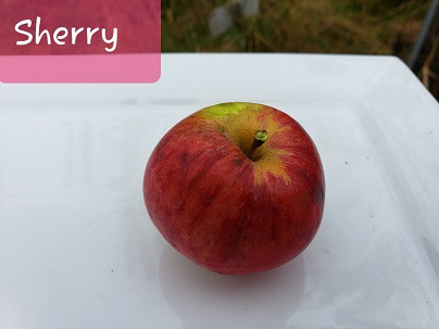 Sherry Custom Benchgraft