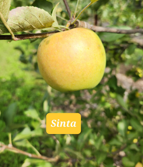 Sinta Custom Benchgraft