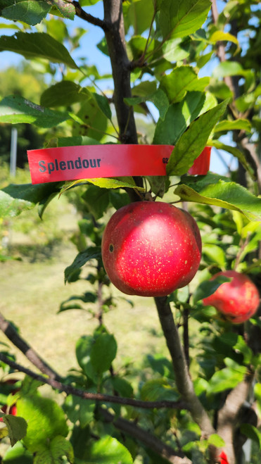 Splendour Custom Benchgraft