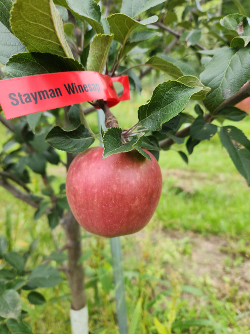 Stayman Winesap Custom Benchgraft