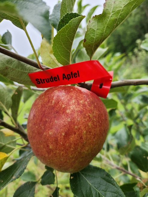 Strudel Apfel Custom Benchgraft