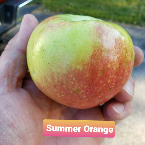 Summer Orange Custom Benchgraft