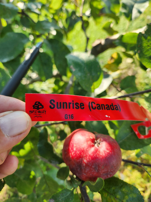 Sunrise (Canada) Custom Benchgraft