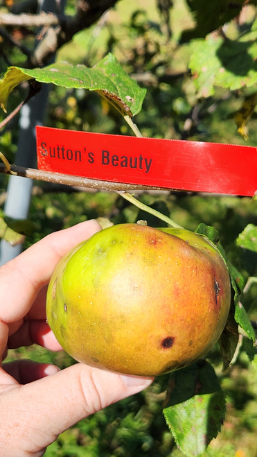 Sutton's Beauty Custom Benchgraft