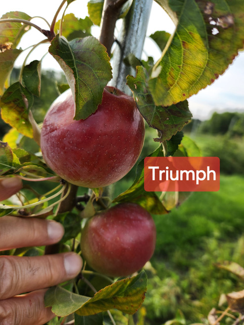 Triumph Custom Benchgraft