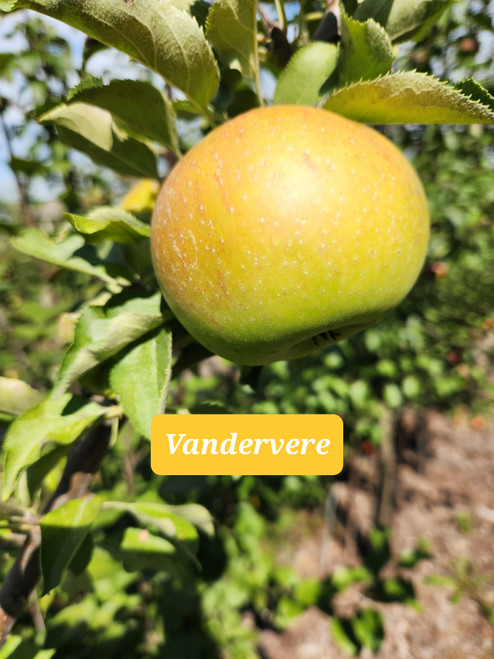 Vandevere Custom Benchgraft
