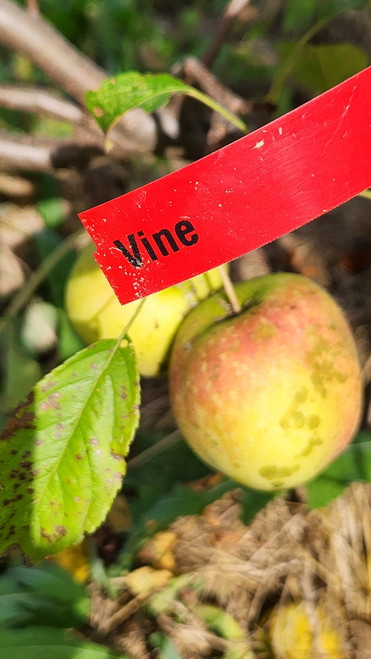 Vine Custom Benchgraft